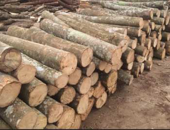 Gỗ bằng lăng là gì ? Các loại gỗ bằng lăng