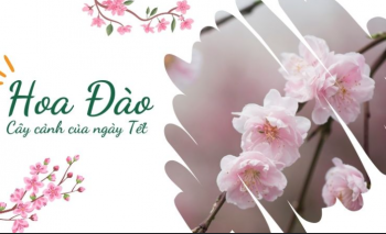 Hoa đào – biểu tượng không thể thiếu của ngày Tết