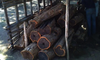 Cây gỗ mun là gì ? Gỗ mun thuộc nhóm mấy ?