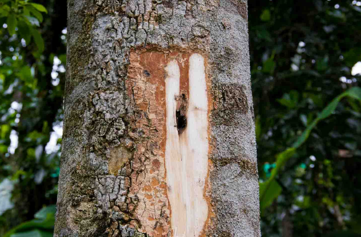 Sự thay đổi công việc ngậm ngải tìm trầm với thời gian